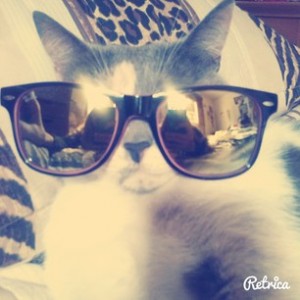 animal 3