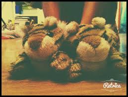 animal 6