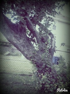 nature 1